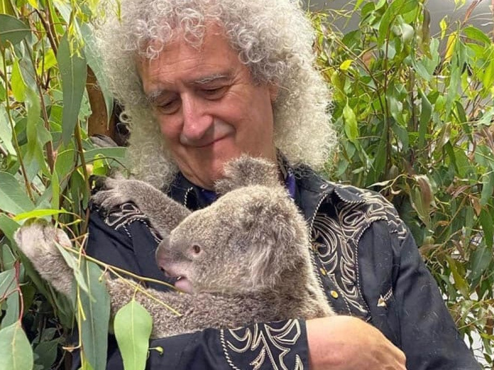 Brian May a cântat pentru un koala salvat din incendiile din Australia 