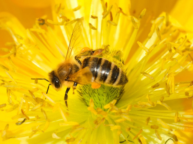 Mierea, un super aliment pentru sănătatea noastră