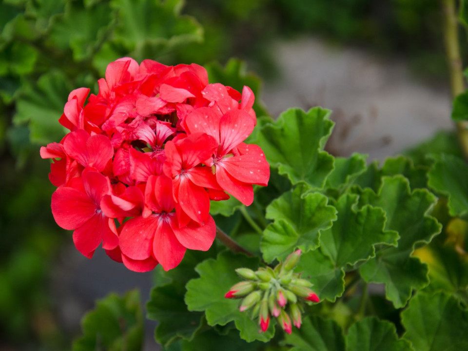 Muşcatele - Cele mai populare flori din grădini şi balcoane.  Cum le îngrijim corect
